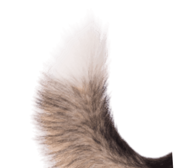 Fluffy beautiful tail